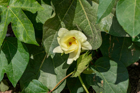 Delicate pale yellow cotton flower among green foliageの写真素材