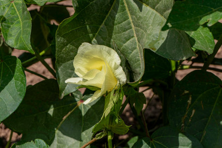 Delicate pale yellow cotton flower among green foliageの写真素材