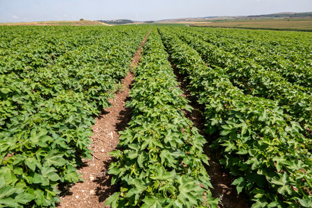Colorful landscape image of cotton agriculture fieldの写真素材