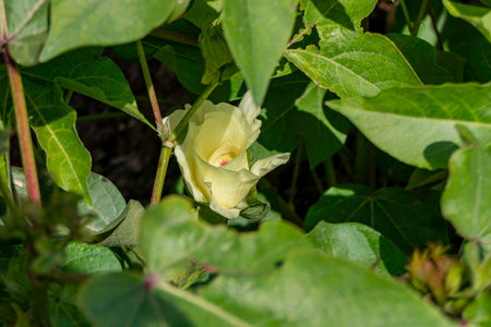 Delicate pale yellow cotton flower among green foliageの写真素材