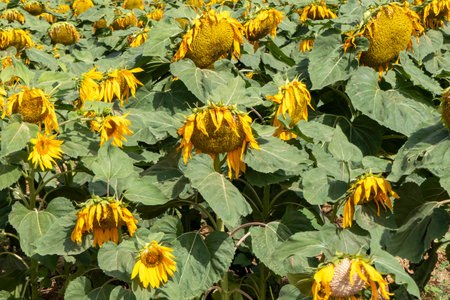 Field of ripe sunflowers with yellow flowers in summerの写真素材