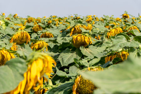 Field of ripe sunflowers with yellow flowers in summerの写真素材