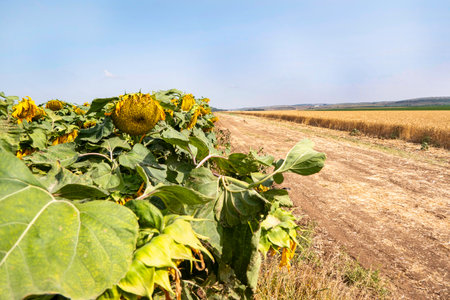 Field of ripe sunflowers with yellow flowers in summerの写真素材