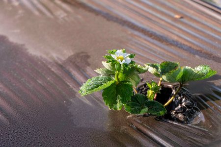 Young strawberries blooming with white flowers on an agricultural shelf. Blossoming of strawberry. Blooming White strawberry flower bushes.の写真素材