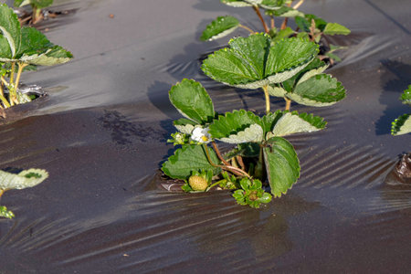 Young strawberries blooming with white flowers on an agricultural shelf. Blossoming of strawberry. Blooming White strawberry flower bushes.の写真素材