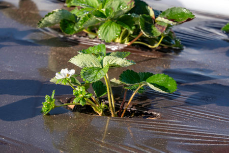 Young strawberries blooming with white flowers on an agricultural shelf. Blossoming of strawberry. Blooming White strawberry flower bushes.の写真素材