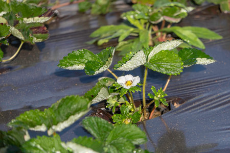 Young strawberries blooming with white flowers on an agricultural shelf. Blossoming of strawberry. Blooming White strawberry flower bushes.の写真素材