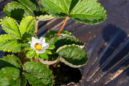Young strawberries blooming with white flowers on an agricultural shelf. Blossoming of strawberry. Blooming White strawberry flower bushes.の写真素材