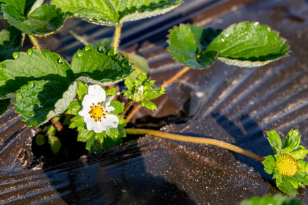 Young strawberries blooming with white flowers on an agricultural shelf. Blossoming of strawberry. Blooming White strawberry flower bushes.の写真素材