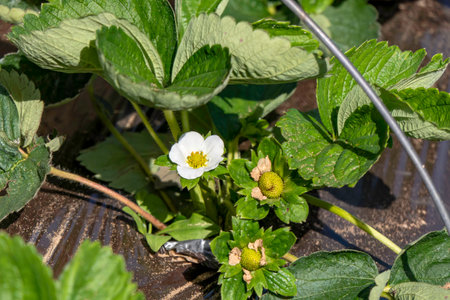 Young strawberries blooming with white flowers on an agricultural shelf. Blossoming of strawberry. Blooming White strawberry flower bushes.の写真素材
