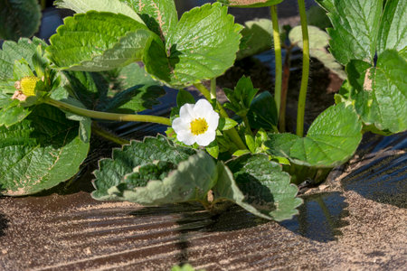 Young strawberries blooming with white flowers on an agricultural shelf. Blossoming of strawberry. Blooming White strawberry flower bushes.の写真素材
