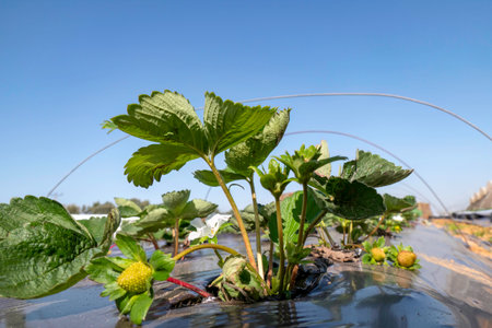 Young strawberries blooming with white flowers on an agricultural shelf. Blossoming of strawberry. Blooming White strawberry flower bushes.の写真素材