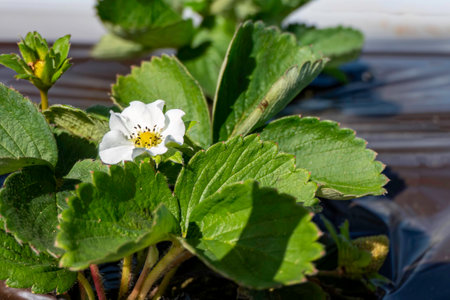 Young strawberries blooming with white flowers on an agricultural shelf. Blossoming of strawberry. Blooming White strawberry flower bushes.の写真素材