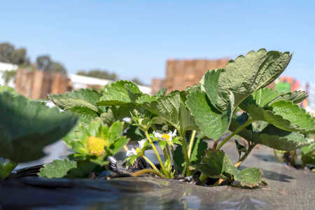 Young strawberries blooming with white flowers on an agricultural shelf. Blossoming of strawberry. Blooming White strawberry flower bushes.の写真素材