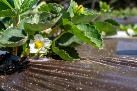 Young strawberries blooming with white flowers on an agricultural shelf. Blossoming of strawberry. Blooming White strawberry flower bushes.の写真素材