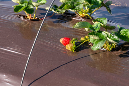 Strawberry plant. Ripening strawberries berries on an agricultural fieldの写真素材