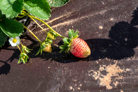 Strawberry plant. Ripening strawberries berries on an agricultural fieldの写真素材