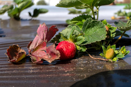 Strawberry plant. Ripening strawberries berries on an agricultural fieldの写真素材