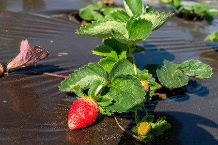Strawberry plant. Ripening strawberries berries on an agricultural fieldの写真素材