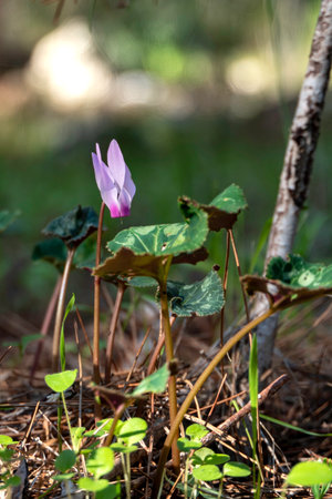 Pink wild cyclamen flowers close-up in natural environment on a blurred backgroundの写真素材
