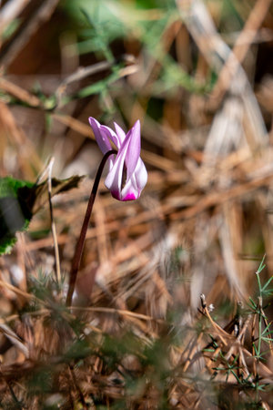 Pink wild cyclamen flowers close-up in natural environment on a blurred backgroundの写真素材