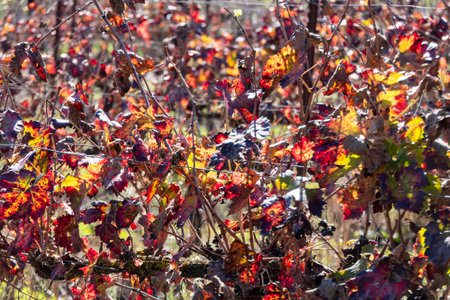 Picturesque red yellow autumn grape leaves in counter sunlightの写真素材
