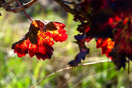 Picturesque red yellow autumn grape leaves in counter sunlightの写真素材
