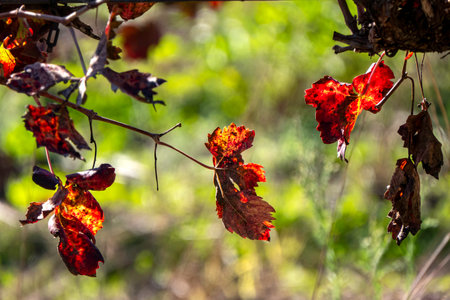 Picturesque red yellow autumn grape leaves in counter sunlightの写真素材