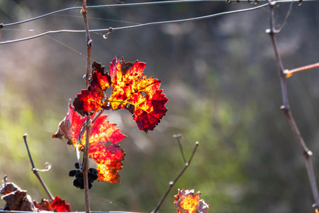 Picturesque red yellow autumn grape leaves in counter sunlightの写真素材