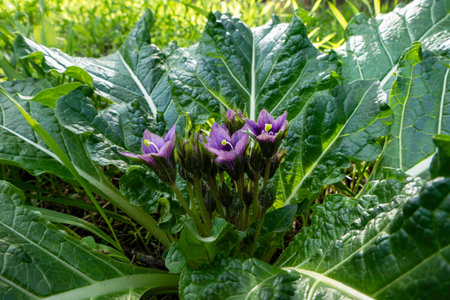 Violet flowers of wild Mandragora plant among green leaves close-upの写真素材