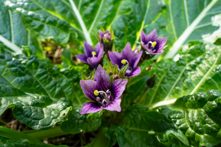 Violet flowers of wild Mandragora plant among green leaves close-upの写真素材