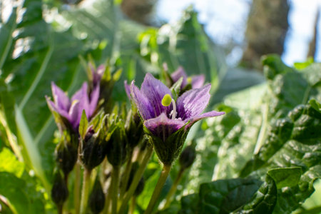 Violet flowers of wild Mandragora plant among green leaves close-upの写真素材