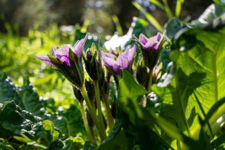 Violet flowers of wild Mandragora plant among green leaves close-upの写真素材