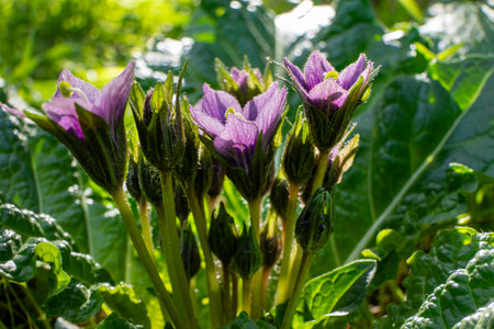 Violet flowers of wild Mandragora plant among green leaves close-upの写真素材