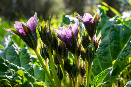 Violet flowers of wild Mandragora plant among green leaves close-upの写真素材