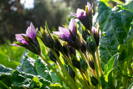 Violet flowers of wild Mandragora plant among green leaves close-upの写真素材
