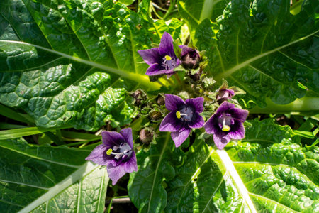 Violet flowers of wild Mandragora plant among green leaves close-upの写真素材