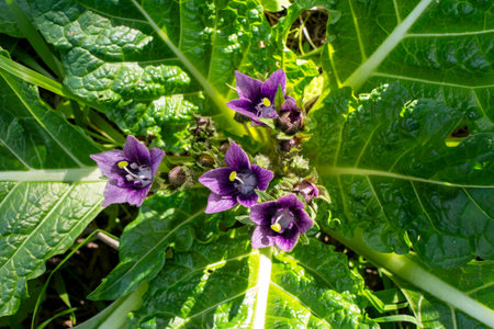 Violet flowers of wild Mandragora plant among green leaves close-upの写真素材