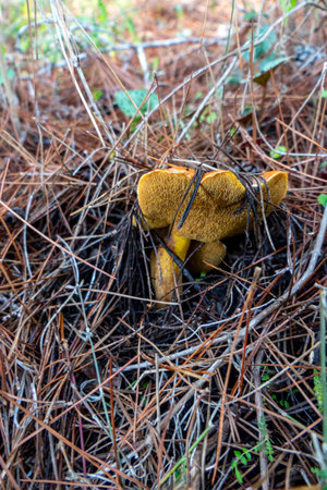 boletus mushrooms under dry pine needles close-up. selective focusの写真素材