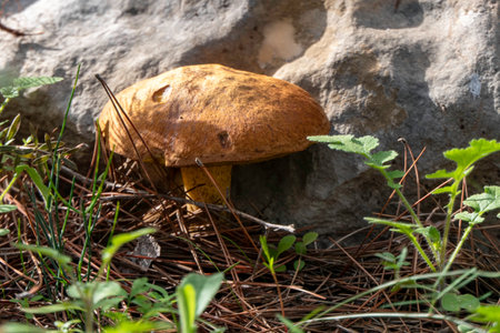boletus mushrooms under dry pine needles close-up. selective focusの写真素材