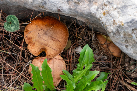 boletus mushrooms under dry pine needles close-up. selective focus