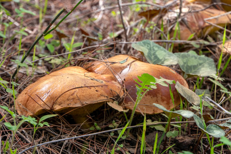 boletus mushrooms under dry pine needles close-up. selective focus
