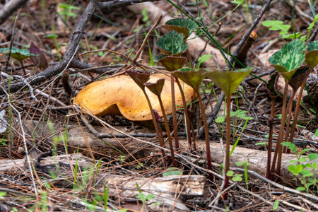 boletus mushrooms under dry pine needles close-up. selective focus