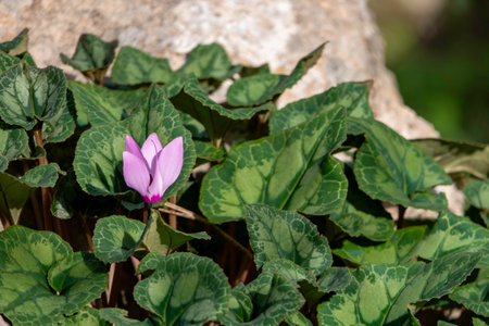 Pink wild cyclamen flowers close-up in natural environment on a blurred backgroundの写真素材