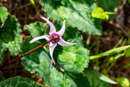 Pink wild cyclamen flowers close-up in natural environment on a blurred backgroundの写真素材