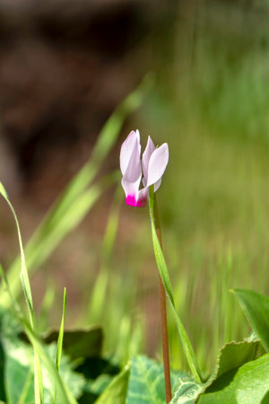 Pink wild cyclamen flowers close-up in natural environment on a blurred backgroundの写真素材