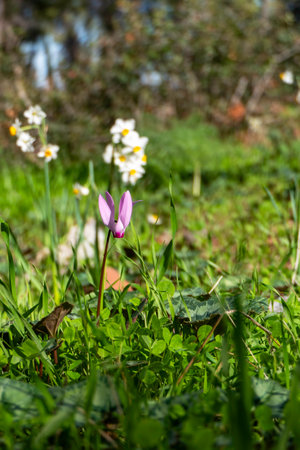 Pink wild cyclamen flowers close-up in natural environment on a blurred backgroundの写真素材