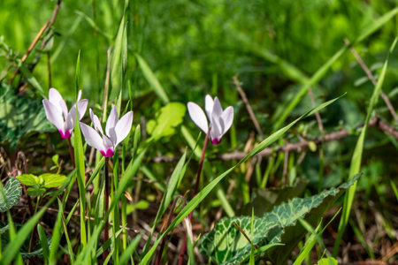 Pink wild cyclamen flowers close-up in natural environment on a blurred backgroundの写真素材