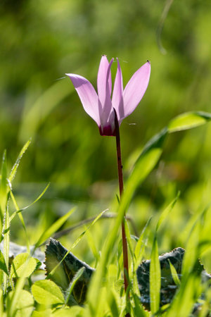 Pink wild cyclamen flowers close-up in natural environment on a blurred backgroundの写真素材