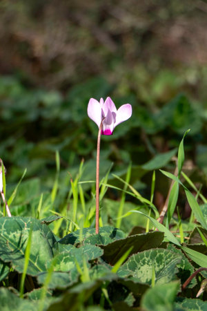 Pink wild cyclamen flowers close-up in natural environment on a blurred backgroundの写真素材